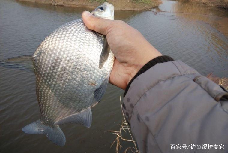 武昌鱼怎么钓？钓底还是钓浮？