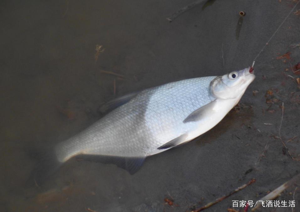 怎么样才能钓获鳊鱼，这几个小方法不能忽视，一定要多学习