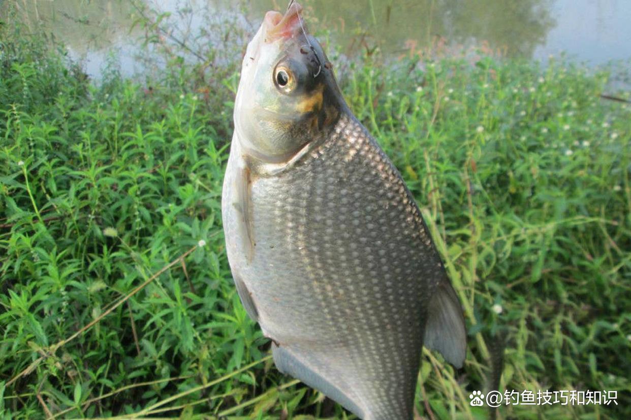 如何才能钓许多的鳊鱼？夏季钓鳊鱼的4个技巧