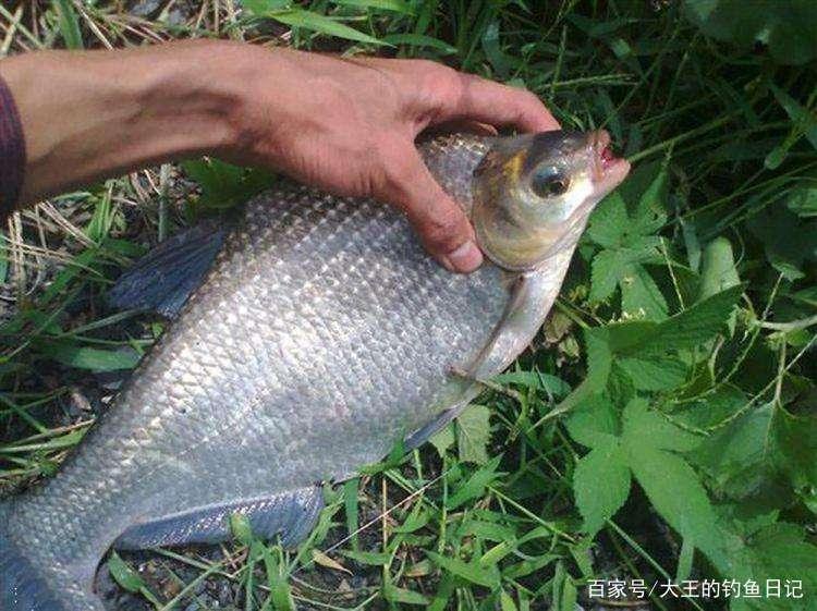 分析5个作钓技巧，让大水域野钓鳊鱼变简单