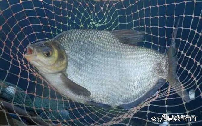 钓鳊鱼怎么调漂效果好？