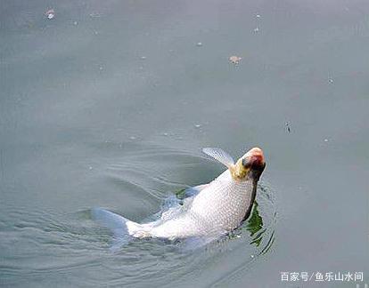 野钓鳊鱼只能钓过路鱼？错，夏季这样钓鳊鱼，爆护有机会！