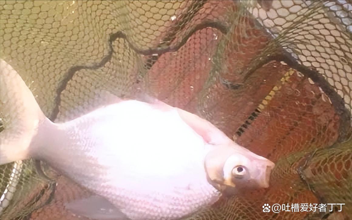 钓鳊鱼技巧及饵料配方