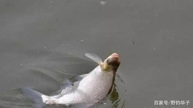 钓鳊鱼技巧及饵料(推荐)
