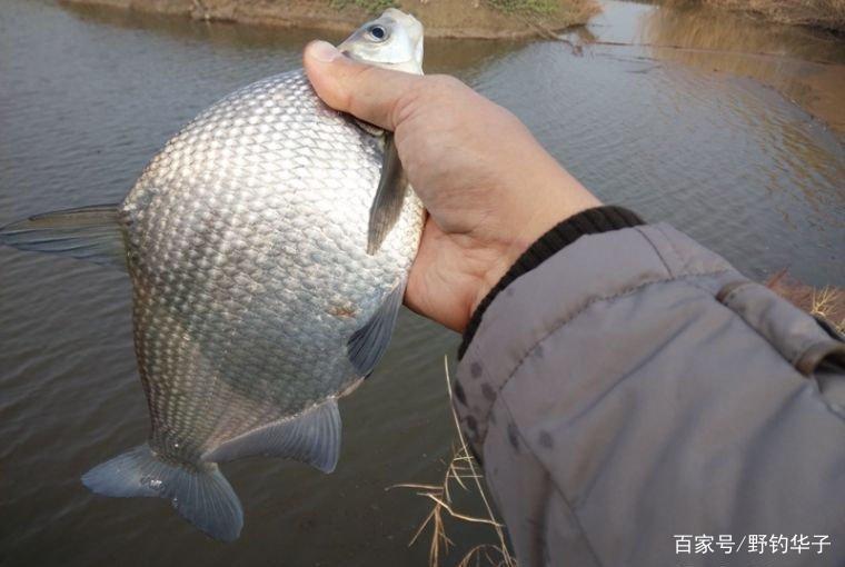 武昌鱼用什么饵料好钓？（推荐）