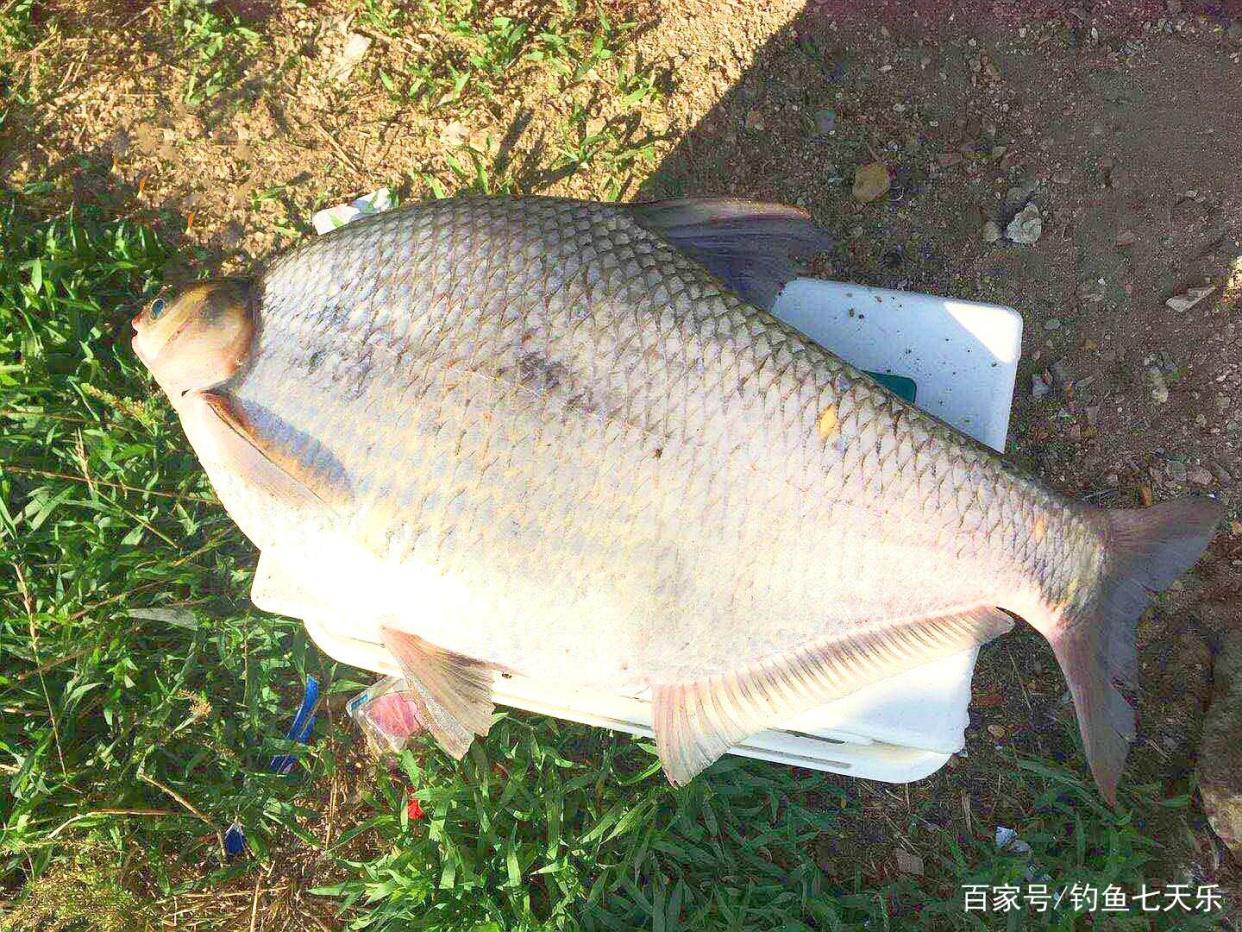 夏季钓“大鳊”，我只关注这四点，连连中鱼根本忙不过来